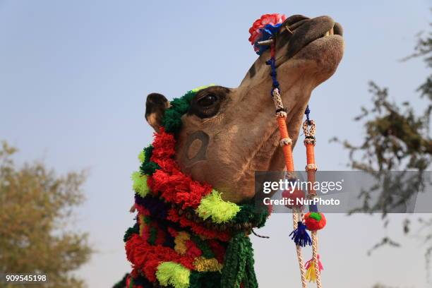 Camel at Nagaur cattle fair, in Nagaur, Rajasthan, India on 24 January 2018. It is popularly known as the Cattle fair of Nagaur. This is because the...