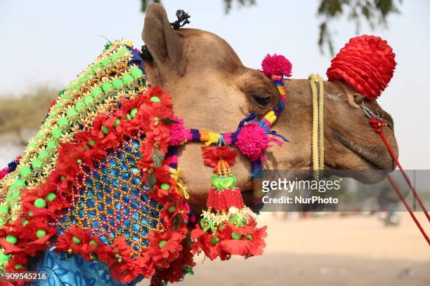 54 Nagaur Animal Fair Photos and Premium High Res Pictures - Getty Images