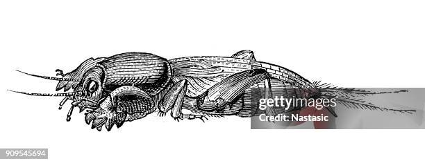 stockillustraties, clipart, cartoons en iconen met europese mole veenmol (gryllotalpa gryllotalpa) - mole cricket