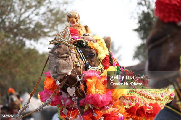 54 Nagaur Animal Fair Photos and Premium High Res Pictures - Getty Images 54 Nagaur Animal Fair Photos and Premium High Res Pictures - Getty Images