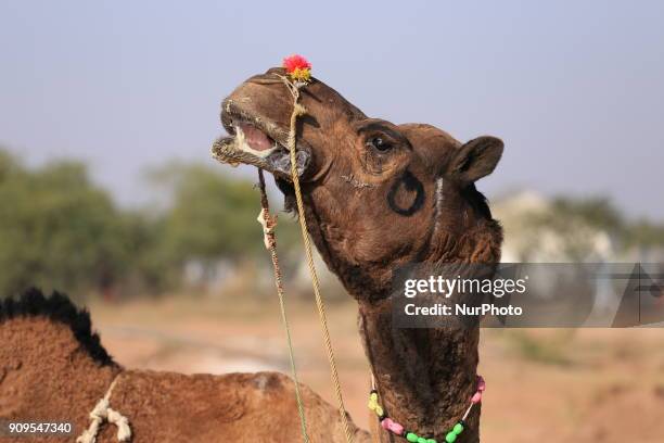 54 Nagaur Animal Fair Photos and Premium High Res Pictures - Getty Images 54 Nagaur Animal Fair Photos and Premium High Res Pictures - Getty Images