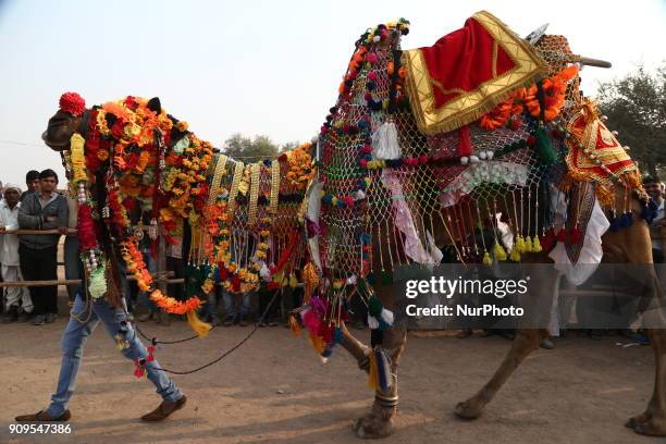 Camel at Nagaur cattle fair, in Nagaur, Rajasthan, India on 24 January 2018. It is popularly known as the Cattle fair of Nagaur. This is because the...