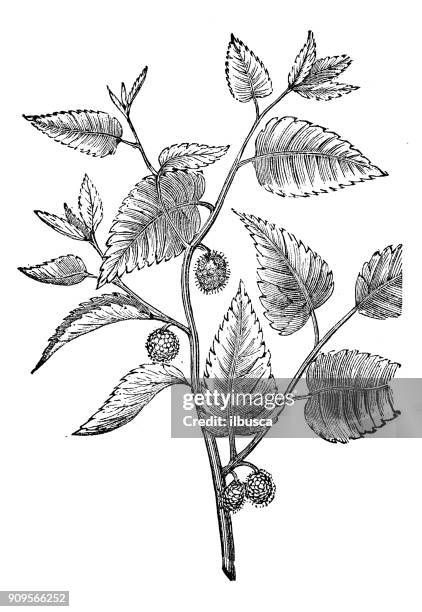 Alba Raspberry Raspberry Branch Photos and Premium High Res Pictures - Getty Images