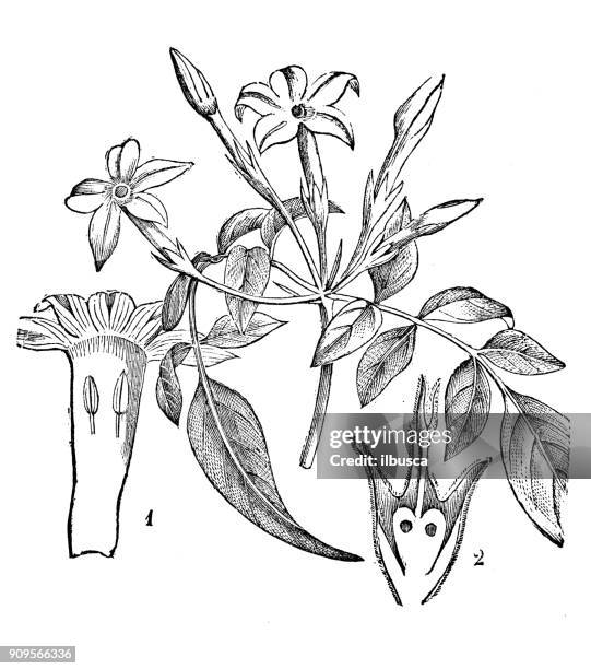 stockillustraties, clipart, cartoons en iconen met antieke illustratie van planten: jasminum officinale (jasmine) - jasmine flower