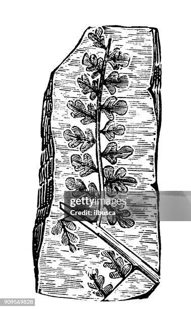 antique illustration of plants: fossil fern - fern fossil stock illustrations