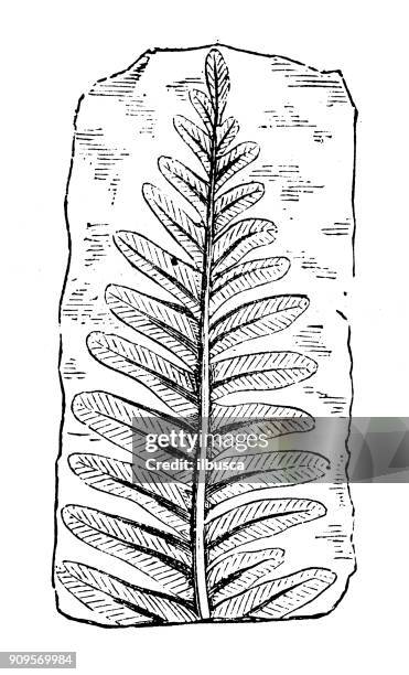 antique illustration of plants: fossil fern - fern fossil stock illustrations