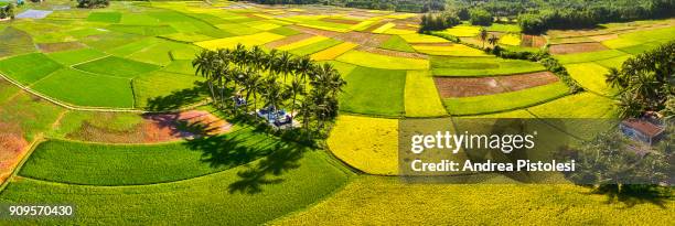 rice fields in binh dinh province, vietnam - zuid vietnam stockfoto's en -beelden