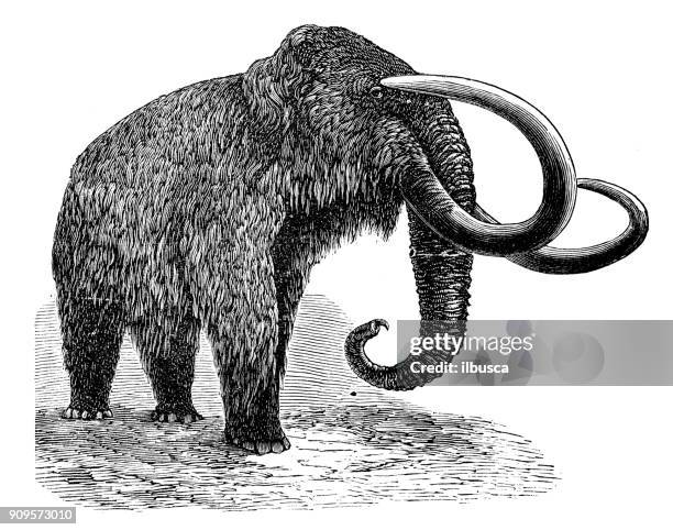 ilustraciones, imágenes clip art, dibujos animados e iconos de stock de antigua ilustración de animales: mamut - woolly mammoth