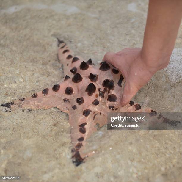 hand gently holding star fish by the water's edge. - acanthaster planci bildbanksfoton och bilder