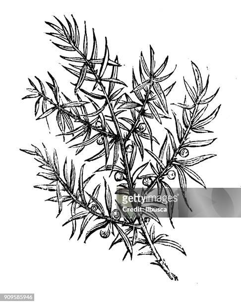 antique illustration of plants: juniper - juniper berries stock illustrations