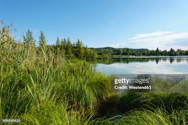 germany, bavaria, pupplinger au, nature reserve isarauen, icking reservoir - nature reserve stock pictures, royalty-free photos & images