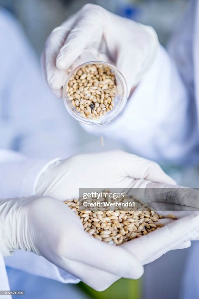 Lab Grain Scientists In Lab Examining Grain Samples High-Res Stock Photo - Getty ...