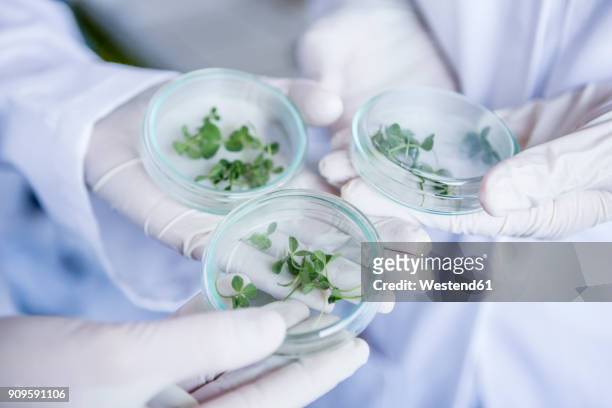 scientists in lab holding germs in petri dishes - lab closeups stock-fotos und bilder