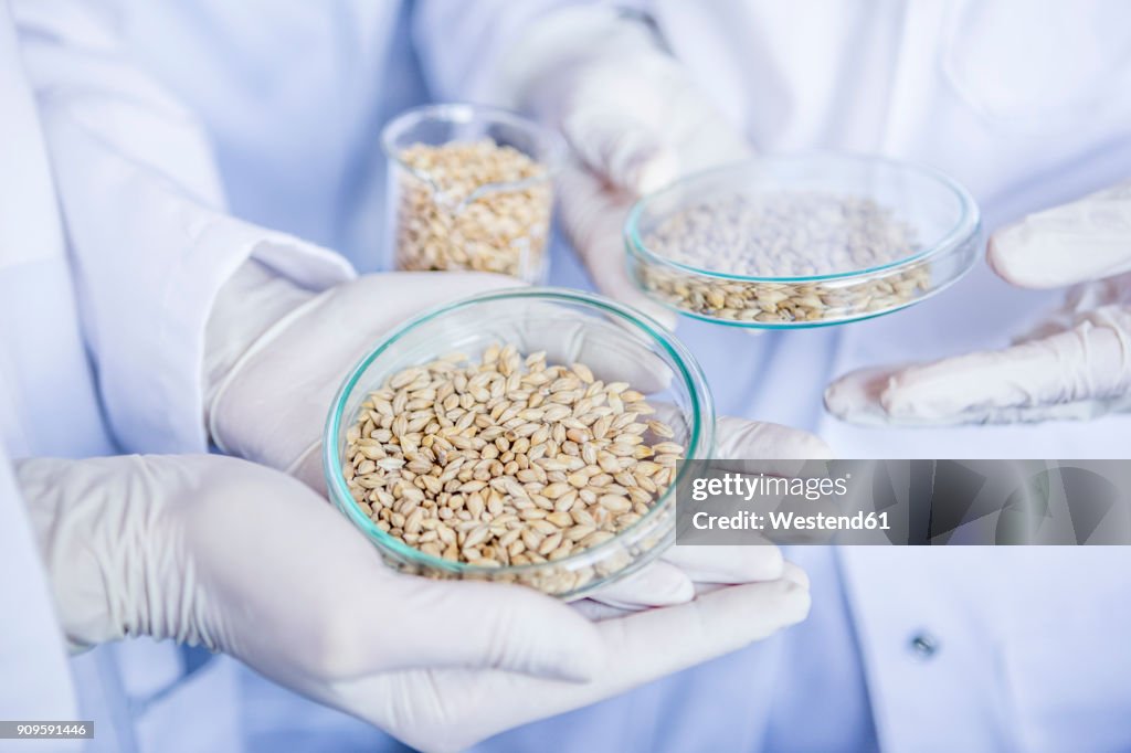 Lab Grain Scientists In Lab Holding Grain Samples High-Res Stock Photo - Getty Images