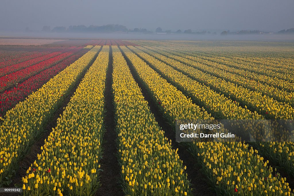 Tulip fields in the Netherlands near Lisse