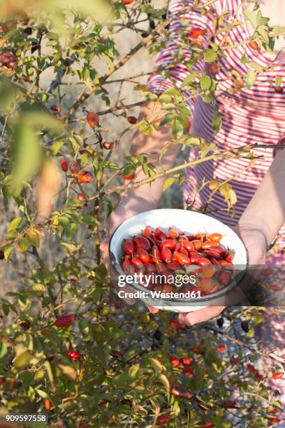 woman picking rosehips - rose hip stock pictures, royalty-free photos & images
