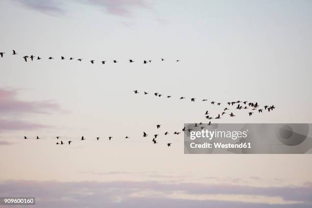 germany, fischland-darss-zingst, western pomerania lagoon area national park, common cranes, grus grus - grou pássaro - fotografias e filmes do acervo