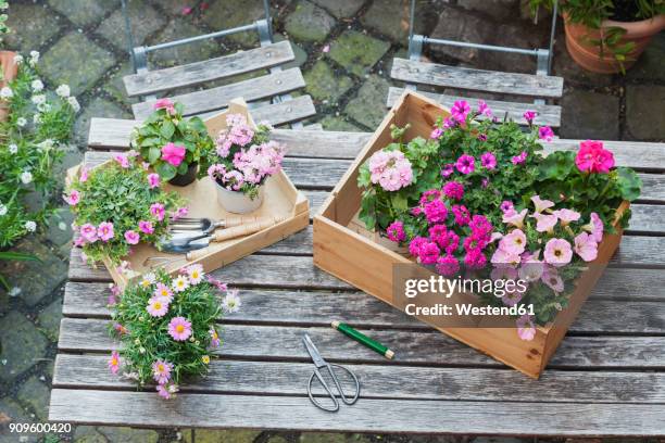 gardening, planting of summer flowers - buskmargerit bildbanksfoton och bilder