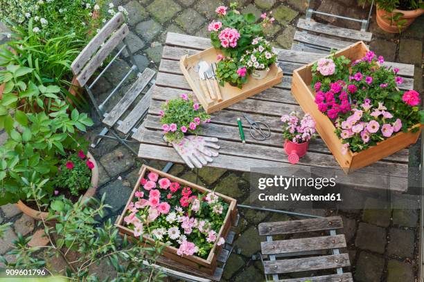 gardening, planting of summer flowers - barrilha imagens e fotografias de stock