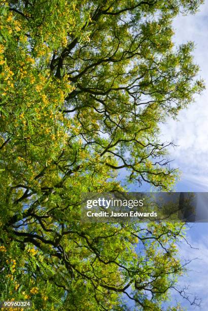 royal botanic gardens, melbourne, victoria, australia. - tipuana tipu stock pictures, royalty-free photos & images