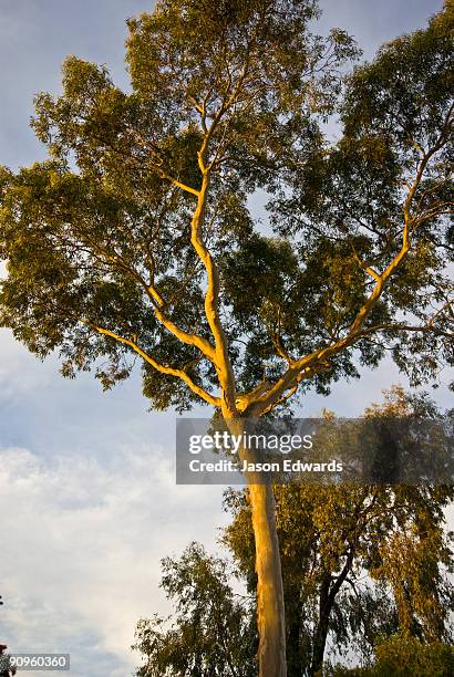 east malvern, victoria, australia. - spotted gum stock pictures, royalty-free photos & images