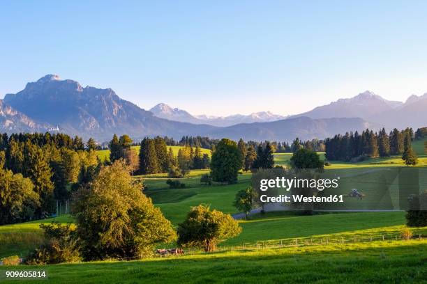 germany, bavaria, swabia, allgaeu, east allgaeu, alpine foothills, rieden am forggensee with saeuling and gehrenspitze - schwaben stock-fotos und bilder