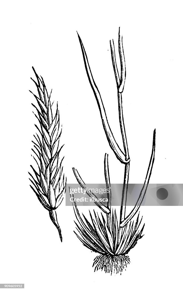 Antique illustration of plants: Anthoxanthum odoratum (sweet vernal grass, holy grass, vanilla grass)