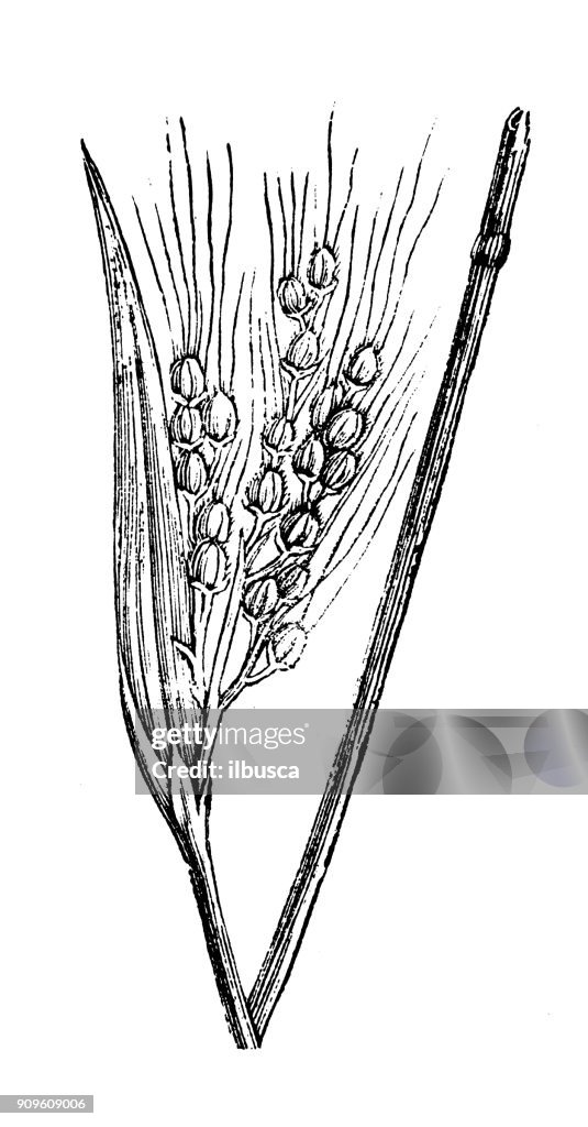 Antique illustration of plants: Oryza sativa (rice)