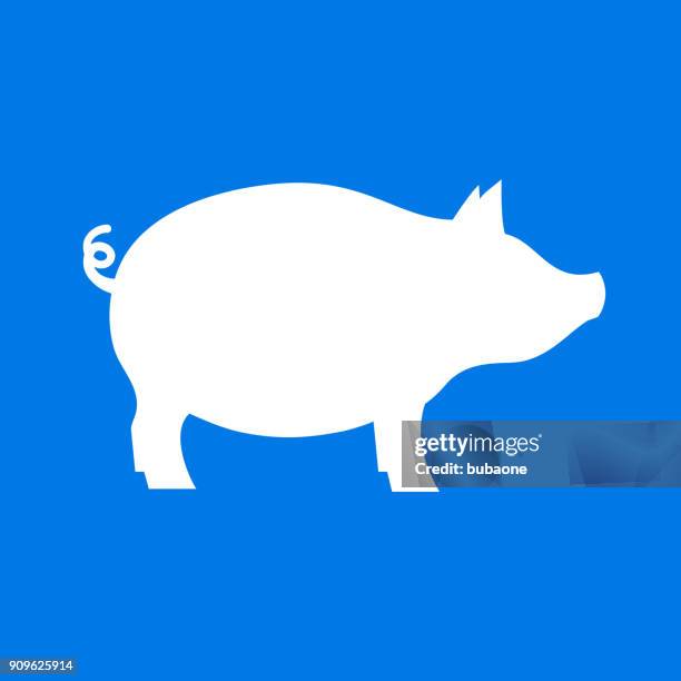 pig. - pigs tail stock illustrations