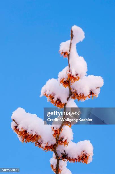 Flowering Witch hazel bush is covered with snow in January in a Bellevue, Washington State, USA garden.