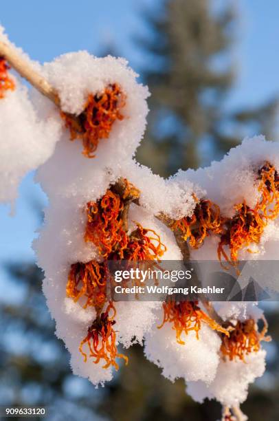 Flowering Witch hazel bush is covered with snow in January in a Bellevue, Washington State, USA garden.