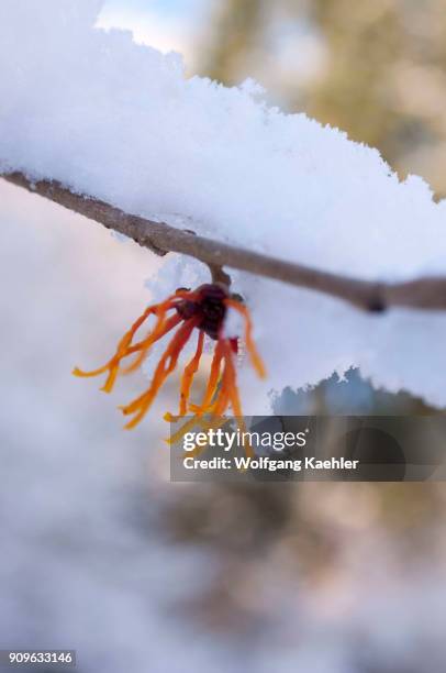 Flowering Witch hazel bush is covered with snow in January in a Bellevue, Washington State, USA garden.