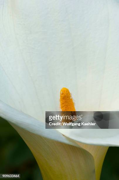 Close-up of a Calla lily in a garden in Bellevue, Washington State, USA.