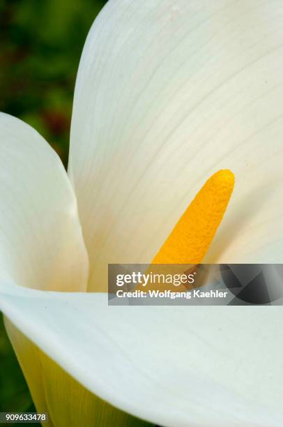 Close-up of a Calla lily in a garden in Bellevue, Washington State, USA.