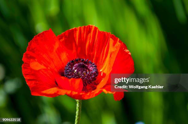 Close-up of an Oriental poppy in a garden in Bellevue, Washington State, USA.