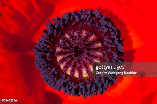 Close-up of an Oriental poppy in a garden in Bellevue, Washington State, USA.