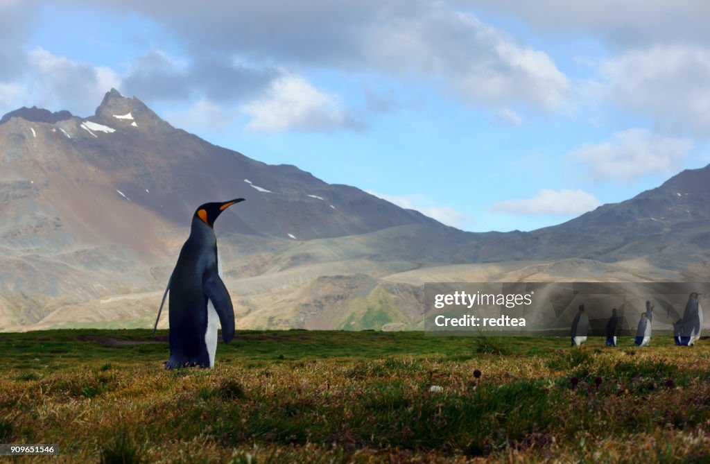 King Penguin walking on a sandy beach