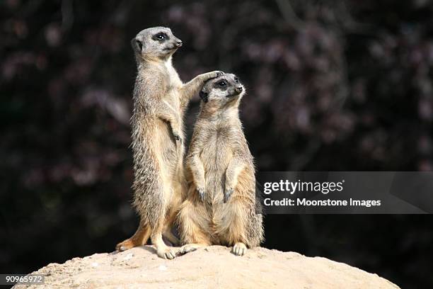 slender tailed meerkats - meerkat stock pictures, royalty-free photos & images