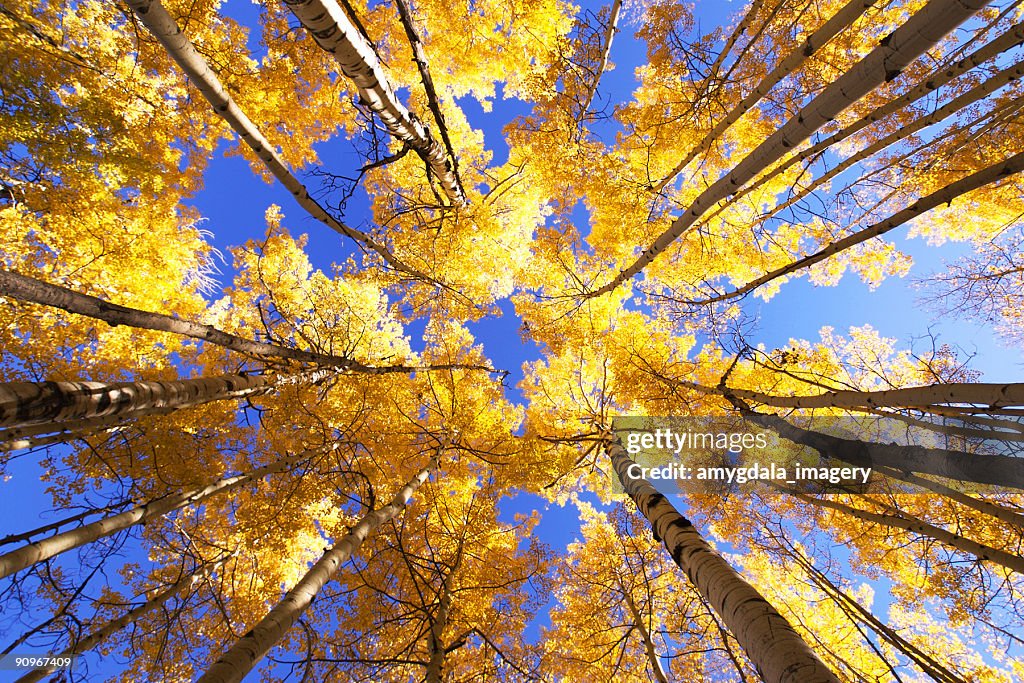 Landscape yellow autumn aspen trees