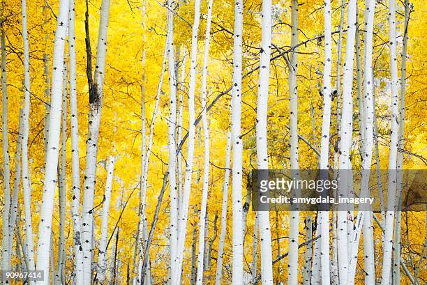 goldener herbst aspens - birch forest stock-fotos und bilder
