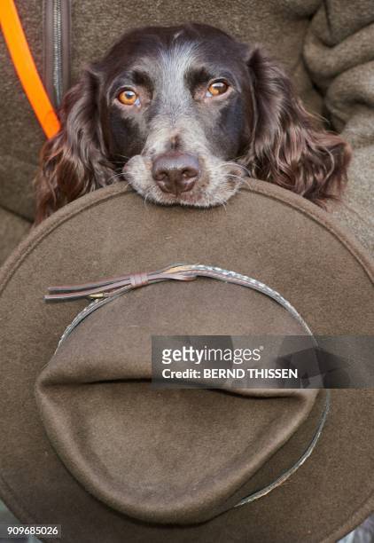 German spaniel "Loop" retrieves his owner's hat on January 24, 2018 in Dortmund, western Germany, as the dog promotes the "Jagd & Hund" and "Fisch &...