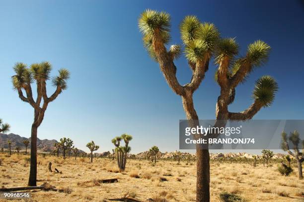landscape view of joshua tree national park - joshua tree stock pictures, royalty-free photos & images