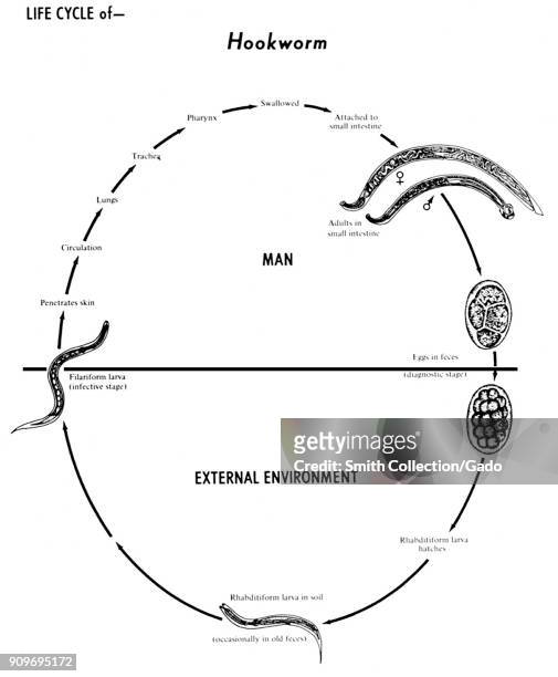 Human hookworms, Ancylostoma duodenale and Necator americanus, various stages in the life cycle, illustrated, 1982. Image courtesy Centers for...