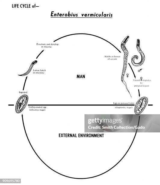 Enterobius Vermicularis Photos and Premium High Res Pictures - Getty Images