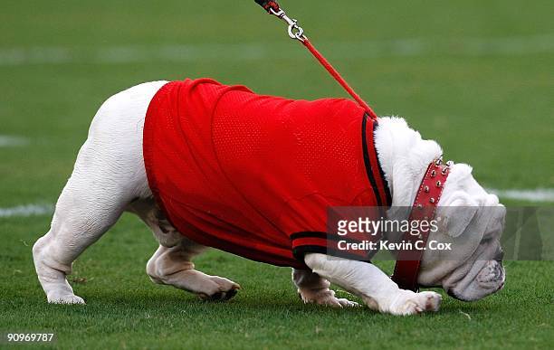 Mascot of the Georgia Bulldogs, walks on the field before facing the South Carolina Gamecocks at Sanford Stadium on September 12, 2009 in Athens,...