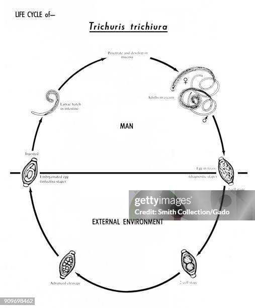 Trichuris Trichiura Life Cycle trichuris-trichiura-life-cycle
