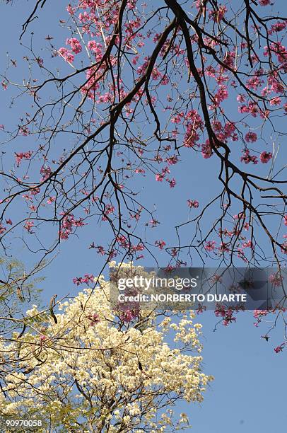 Flowering "lapachos" in Asuncion September 19, 2009. Known in Paraguay as "tajy", the lapacho tree exists in varieties with flowers of different...