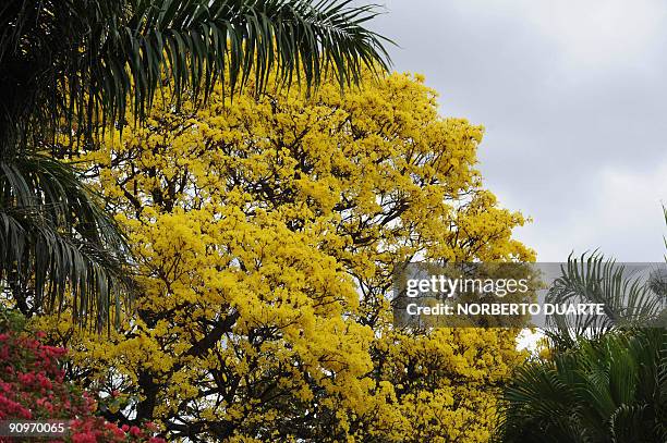 Flowering "lapacho" in Asuncion September 19, 2009. Known in Paraguay as "tajy", the lapacho tree exists in varieties with flowers of different...