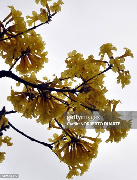Flowering "lapacho" in Asuncion September 19, 2009. Known in Paraguay as "tajy", the lapacho tree exists in varieties with flowers of different...