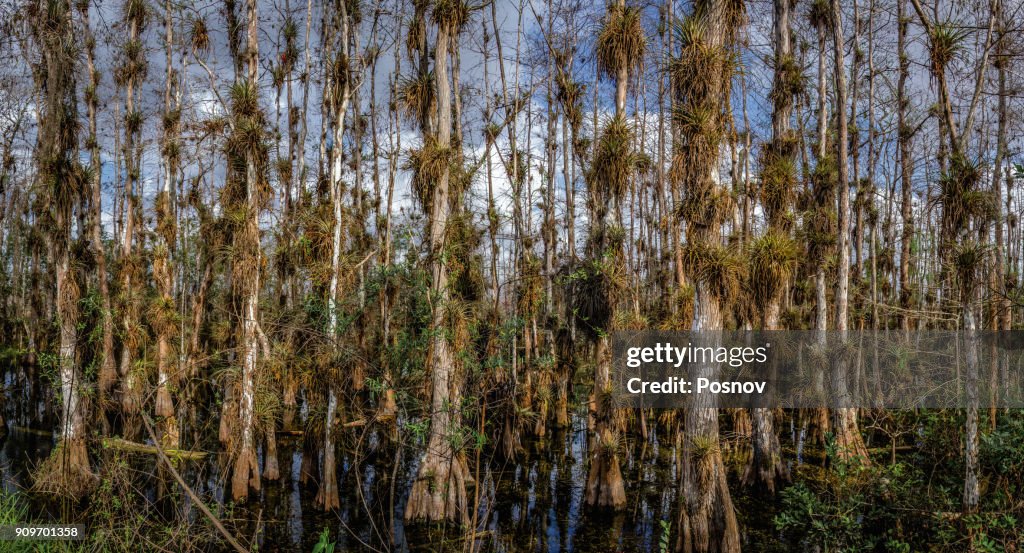 Big Cypress Forest